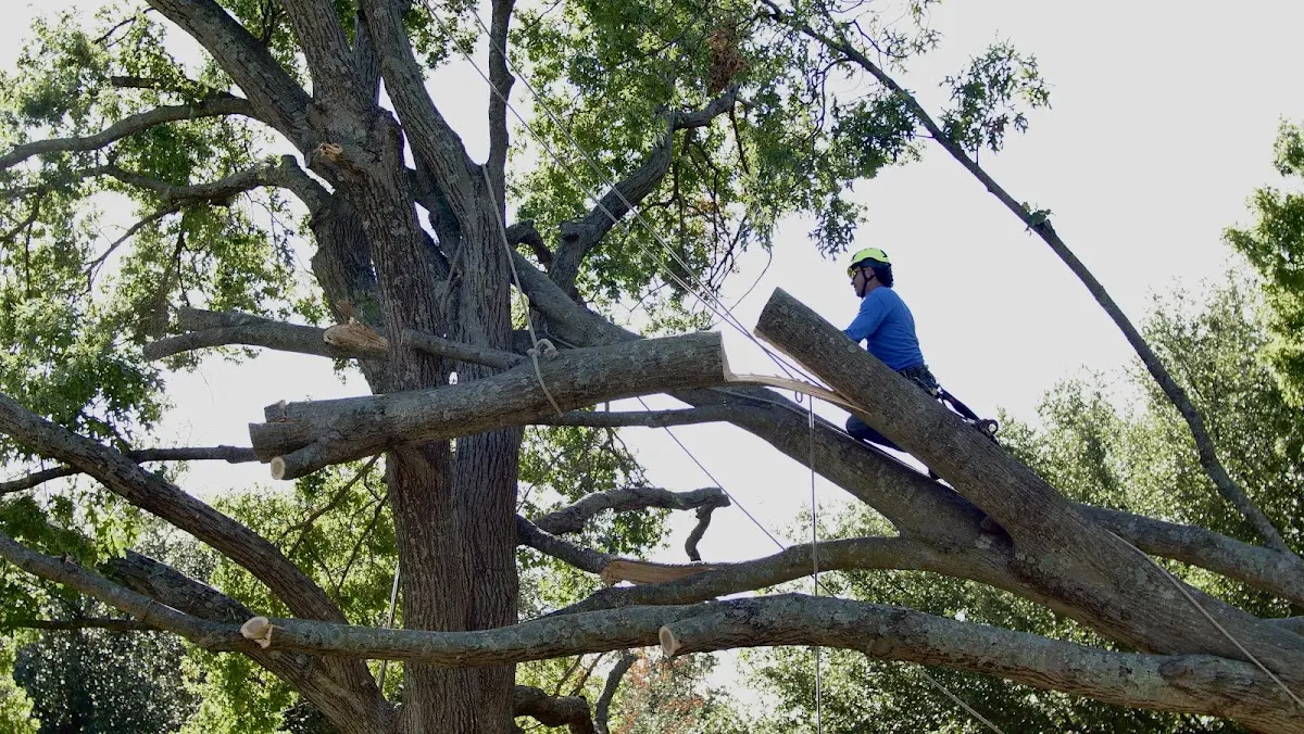 Professional Hazardous Tree Removal performed by certified arborists in East Waterford