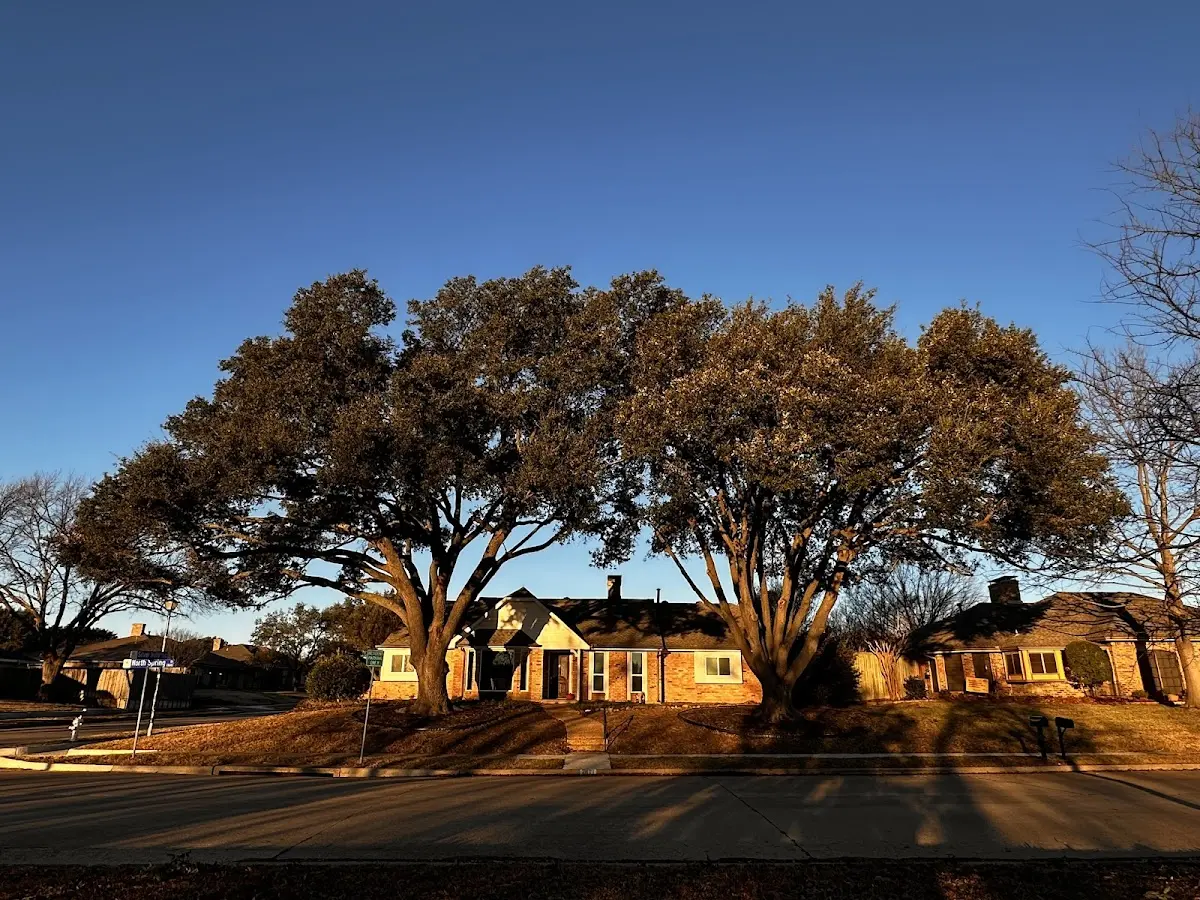 Established residential canopy tree shading a home in East Waterford